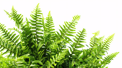 fern leaf isolated on white background