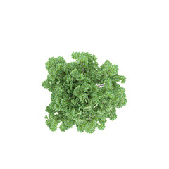Obraz premium 3d rendering of Green Trees Isolated on transparent Canvas from top view