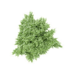 collection of Green Trees Isolated on transparent Canvas from top view