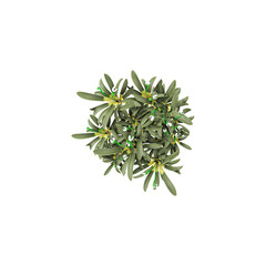 collection of Podocarpus macrophyllus plant isolated on transparent Canvas from the top view