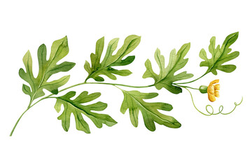 Watermelon plant with yellow flower. Watermelon blooming sprout. Watercolor illustration isolated on white background.