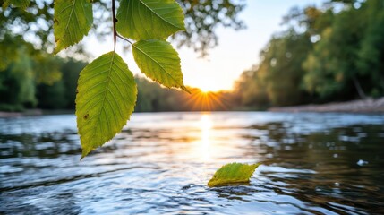 A serene view of the river during sunset with the golden reflection of the sun on the water and a close-up of green leaves dangling from a branch in the foreground.