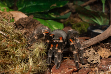 Spider tarantula in terrarium, Mexican flame knee tarantula (Brachypelma auratum).