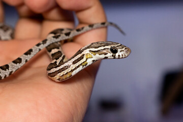 Young corn snake (Anerythristic) crawling on hand, Corn Snake is a pet in Hand.
