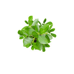 3d Rendering Of Bonsai plant With Transparent Canvas from top view