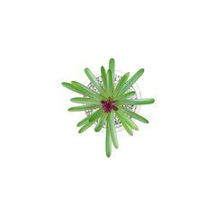 collection of Guzmania plant in pot with realistic style from the top view