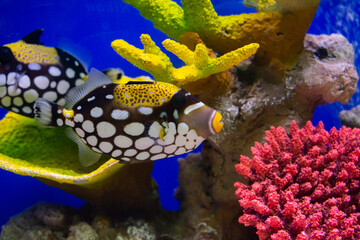 Clown Trigger fish with colorful coral reef in a saltwater aquarium.