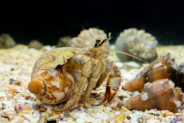 Hermit crab in a saltwater aquarium, Hermit Crab is stock photo about marine life.