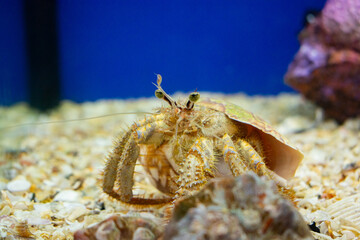 Hermit crab in a saltwater aquarium, Hermit Crab is stock photo about marine life.