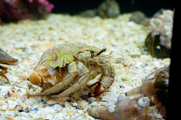 Hermit crab in a saltwater aquarium, Hermit Crab is stock photo about marine life.