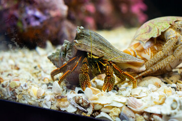 Hermit crab in a saltwater aquarium, Hermit Crab is stock photo about marine life.