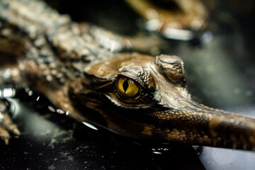 Close-up Baby gavial in the exhibition at zoo, Close-up yellow eye of baby gavial