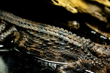Close-up Baby crocodile skin in the exhibition at zoo.