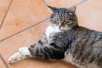 chat tigré allongé sur le sol d'une maison