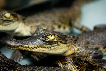 Baby crocodile in the exhibition at zoo, Close-up yellow eye of baby crocodile