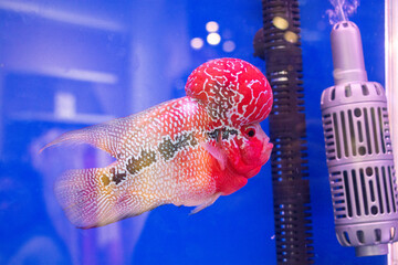 Colorful Flowerhorn Fish in Aquarium, Vibrant Red Flowerhorn Cichlid with Large Head Hump.