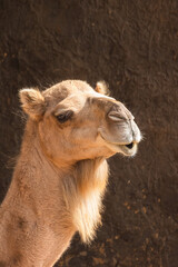 portrait d'un dromadaire, en gros plan	