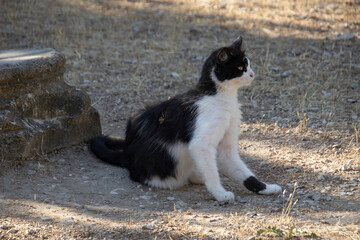 chat noir et blanc assis sur le sol