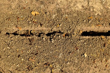 Ant hole with two tiles in the sidewalk. Ants Teamwork. Insects, bugs. Urban Wildlife

