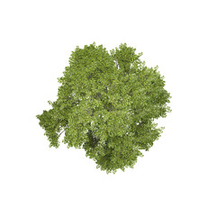 Obraz premium 3d Rendering Of Fraxinus Tree With Transparent Canvas from top view