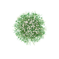 Topview of  grass in transparent Canvas