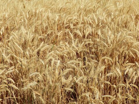 close up of wheat in fields in the palouse prairie on a sunny summer day near pullman,  eastern washington