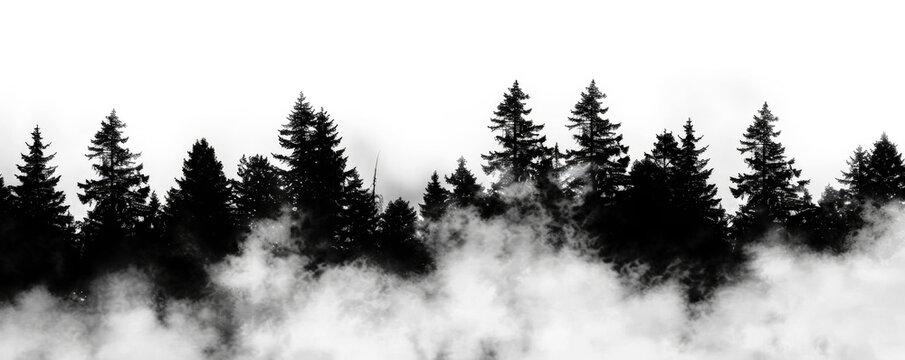 silhouette of dark foggy forest isolated