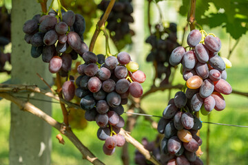 Bunches of blue grapes on a branch