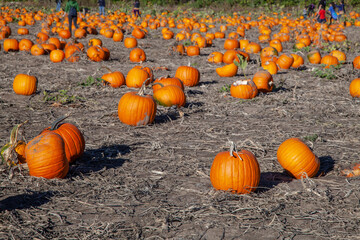Many pumpkins at pumpkin patch u-pick farm where people of all ages and genders can pick the pumpkins themselves. Fun fall activity before Halloween. High quality picture for download. 