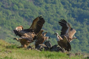 Griffon vultures quarrel over food