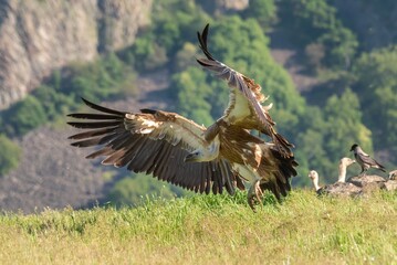 Griffon vulture in flight