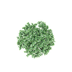 Fototapeta premium collection of Tabernaemontana divaricata plant with realistic style from top view