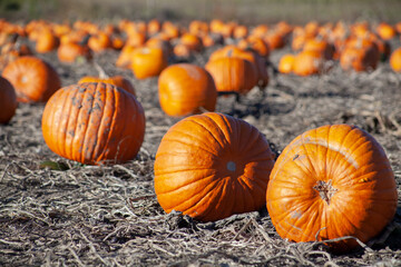 Many pumpkins at pumpkin patch u-pick farm where people of all ages and genders can pick the pumpkins themselves. Fun fall activity before Halloween. High quality picture for download. 