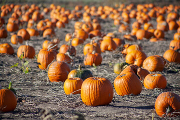 Many pumpkins at pumpkin patch u-pick farm where people of all ages and genders can pick the pumpkins themselves. Fun fall activity before Halloween. High quality picture for download. 
