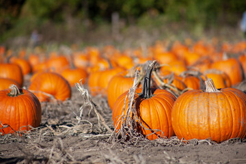 Many pumpkins at pumpkin patch u-pick farm where people of all ages and genders can pick the pumpkins themselves. Fun fall activity before Halloween. High quality picture for download. 