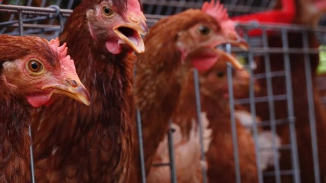Modern domestic chicken poultry farm, with automated drinking watering system, natural background and slow pan movement