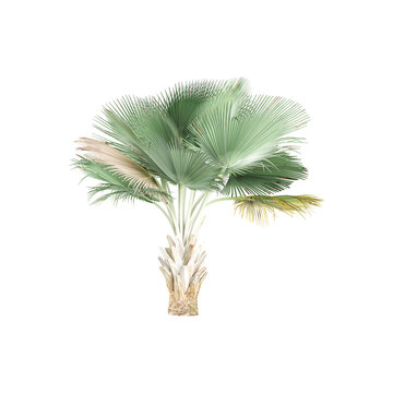 Green Copernicia Tree isolated on Canvas