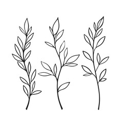 Vector Black Sketch Line Drawing Set Of Plants Black Sketch of Leaves Branch Isolated on White Background. Leaves Branches Linear Illustration. Minimalist Botanical Set