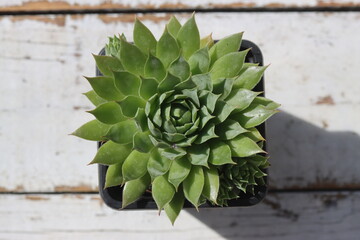 Sempervivum Essence of Lime Rojnik