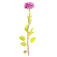 Obraz premium 3d rendering of dahliaflower isolated on transparent Canvas