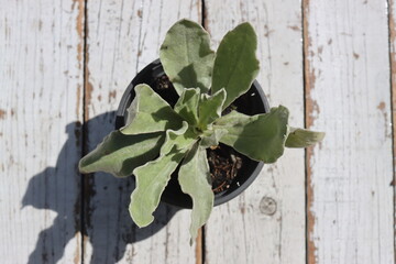 firletka kwiecista lychnis coronaria