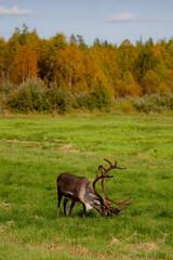 Obraz premium deer in the forest