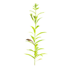 Fototapeta premium Collection of Horseweed plant isolated on transparent Canvas