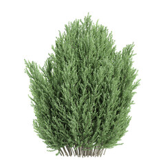 collection of Juniper plant isolated on transparent Canvas