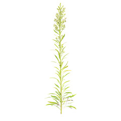 Horseweed plant on isolated Canvas