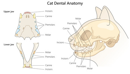 cat dental anatomy, showing labeled incisors, canines, premolars, and molars in both upper and lower jaws hand drawn schematic vector illustration. Medical science educational illustration