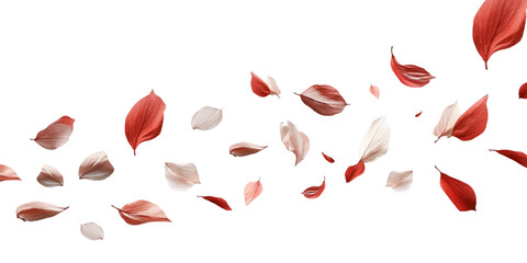 Leaf petals fluttering in the air on a white background.