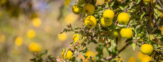 Harvest of apples on a plantation in the garden. Fruit trees with apples. Ripe fruits on the...