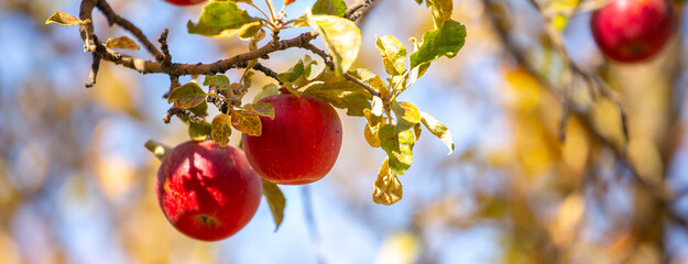 Harvest of apples on a plantation in the garden. Fruit trees with apples. Ripe fruits on the branches of a tree. Gardening in agriculture.