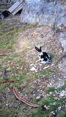 A black and white rabbit on the ground, playing outdoor.